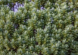 Dense Green Hebe Pinguifolia Foliage Background. Callitrichaceae Evergreen.