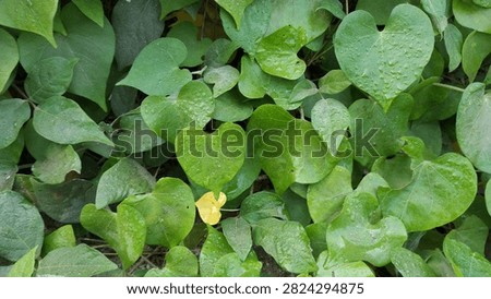 Dense green leaf texture and background featuring wild Ipomoea obscura foliage with single yellow leaf, symbolizing natural growth and texture.