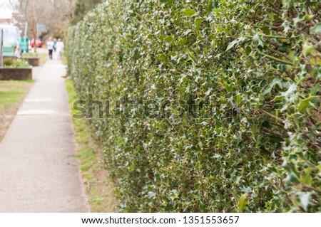 Dense green leaves of Christmas bush forming green fence or hedge grow along the alley