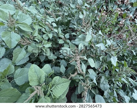 Dense green patch of redroot amaranth (Amaranthus retroflexus) plants with seed heads and broad leaves, ideal for agricultural weeds study, botanical research, organic farming and green foliage texture.