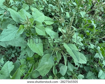 Dense green patch of redroot amaranth (Amaranthus retroflexus) plants with seed heads and broad leaves, ideal for agricultural weeds study, botanical research, organic farming and green foliage texture.