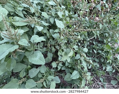 Dense green patch of redroot amaranth (Amaranthus retroflexus) plants with seed heads and broad leaves, ideal for agricultural weeds study, botanical research, organic farming and green foliage texture.