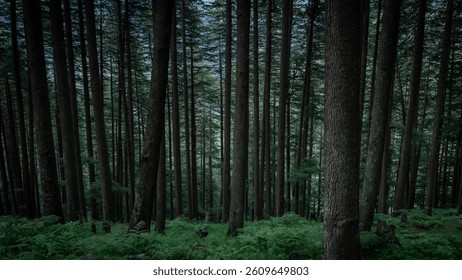 Dense green pine tree forest in HImachal Pradesh, India	