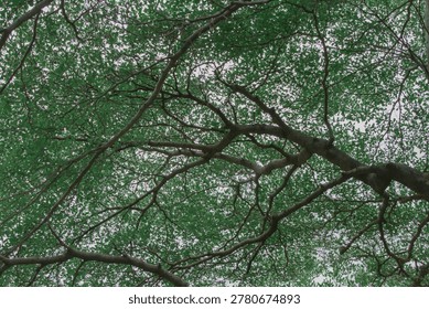 Dense green tree canopy with intertwining branches viewed from below, forming a natural pattern of foliage and organic textures against a bright overcast sky.