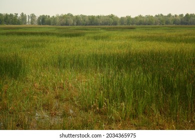 Dense, Green Vegetation In The Kiskunság National Park, Hungary