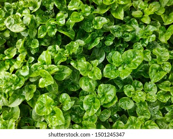 The Dense Green Watercress Background