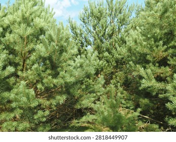 Dense greenery of evergreen pine trees. 
A bit of blue sky peeks through at the top...

