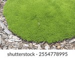 Dense ground cover Scleranthus biflorus. Two-flowered Knawel