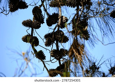 Dense grouping of dark pine cones scattered across thin branches silhouetted against bright blue sky.