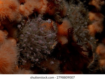 dense groups of colonial hydroids commonly known as Oaten Pipe Hydroids growing on a reef wall amongst Plumose Anemones