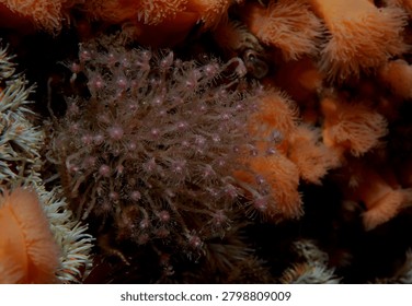 dense groups of colonial hydroids commonly known as Oaten Pipe Hydroids growing on a reef wall amongst Plumose Anemones
