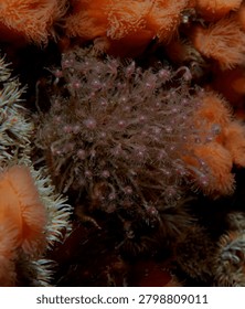 dense groups of colonial hydroids commonly known as Oaten Pipe Hydroids growing on a reef wall amongst Plumose Anemones