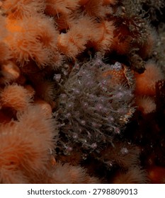 dense groups of colonial hydroids commonly known as Oaten Pipe Hydroids growing on a reef wall amongst Plumose Anemones