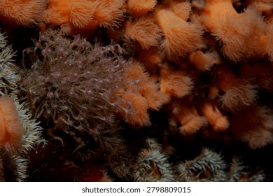 dense groups of colonial hydroids commonly known as Oaten Pipe Hydroids growing on a reef wall amongst Plumose Anemones