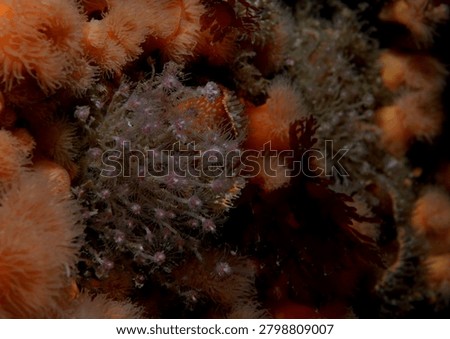 dense groups of colonial hydroids commonly known as Oaten Pipe Hydroids growing on a reef wall amongst Plumose Anemones