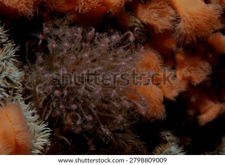 dense groups of colonial hydroids commonly known as Oaten Pipe Hydroids growing on a reef wall amongst Plumose Anemones