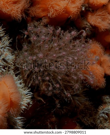 dense groups of colonial hydroids commonly known as Oaten Pipe Hydroids growing on a reef wall amongst Plumose Anemones