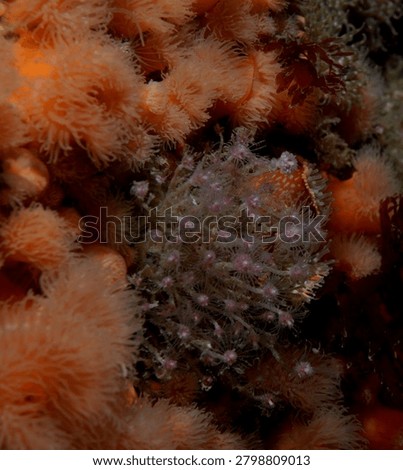 dense groups of colonial hydroids commonly known as Oaten Pipe Hydroids growing on a reef wall amongst Plumose Anemones