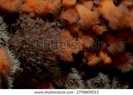 dense groups of colonial hydroids commonly known as Oaten Pipe Hydroids growing on a reef wall amongst Plumose Anemones