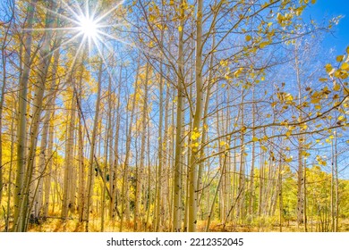 Dense Grove Of Aspen Tree Trunks In The Autumn In Colorado