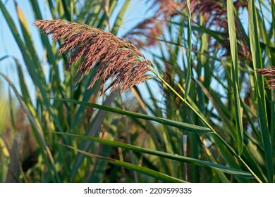 Dense growth of common reed going to seed in freshwater marsh of Parker River National Wildlife Refuge on Plum Island. An invasive species found in New England wetlands. low afternoon sun light. - Shutterstock ID 2209599335