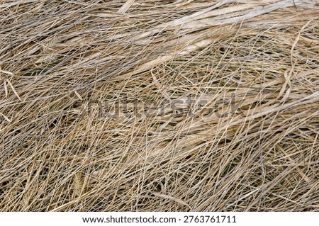 A dense interweaving of dry grass and stems forms a natural texture with fine details and warm golden hues.