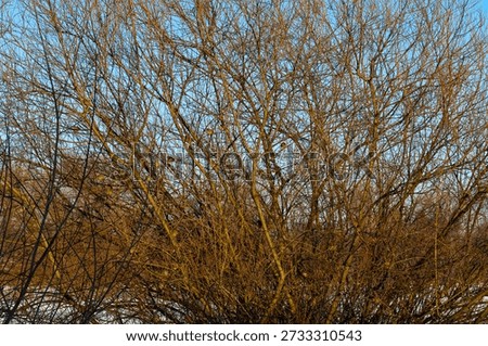 ​A dense interweaving of thin branches of a leafless shrub is illuminated by the warm evening sun against a clear blue sky.
