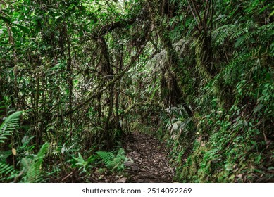 A dense jungle trail covered in lush greenery and ferns, leading deep into a mysterious forest. The path is surrounded by overhanging vines and thick foliage, offering a sense of wild adventure.
 - Powered by Shutterstock