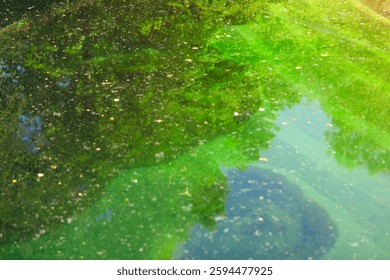Dense layer of algae creates a murky, greenish hue throughout the water. Algae growth dominates the still water, creating a vibrant green expanse
