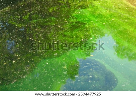 Dense layer of algae creates a murky, greenish hue throughout the water. Algae growth dominates the still water, creating a vibrant green expanse