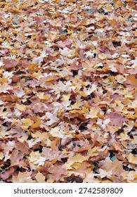 Dense layer of fallen maple leaves covering the ground in autumn. Yellow, orange, and light brown foliage forms a natural textured background with subtle moisture on the leaves. Top view of a seasonal outdoor scene, vibrant fall colors, no people