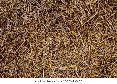 A dense layer of straw and dry grass, intertwined into a natural golden-brown mat. Textured, rustic background suitable for agriculture, wildlife, harvest, or country-style design projects.