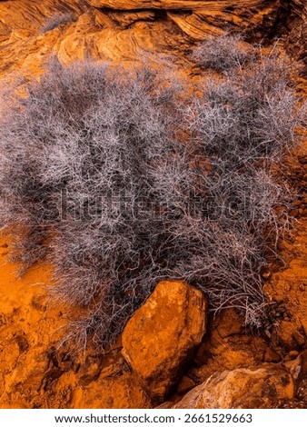 Dense leafless desert shrub growing amid rust-colored sandstone rocks and sandy soil, illustrating rugged arid terrain and intricate twig structures in a southwestern canyon environment.