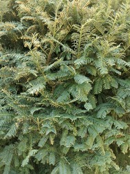 A Dense, Lush Carpet Of Vibrant Green Fern Fronds Creating An Immersive Natural Tapestry, With Intricate Patterns And Textures Formed By The Finely Detailed Foliage.
