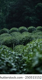 Dense, lush greenery forms rounded, bushy shapes; a serene, natural scene with a shadowy forest backdrop adding depth and contrast.