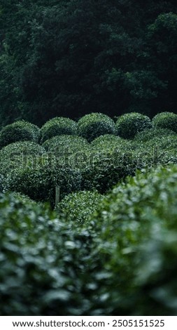 Dense, lush greenery forms rounded, bushy shapes; a serene, natural scene with a shadowy forest backdrop adding depth and contrast.