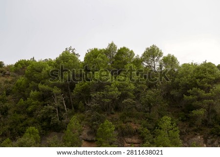 Dense Mediterranean Pine Forest on a Rocky Hillside under an Overcast Sky, Catalonia, Spain