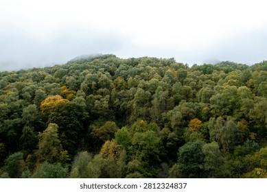 A dense mixed deciduous forest blankets a steep mountain hillside, with early autumn foliage displaying patches of yellow and gold among dominant green canopy, shrouded in low-lying clouds and mist typical of the Caucasus mountain range. The overcast sky and clinging fog create a moody, layered atmosphere that emphasizes the vast, unbroken expanse of wild woodland stretching to the ridgeline. Available for editorial and commercial licensing.