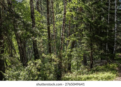 Dense Mixed Forest with Sunlit Path