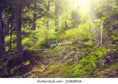  Dense mountain forest and trees with moss in magic light. Filtered image:cross processed vintage effect.  