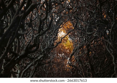 Dense network of bare tree branches creating natural patterns with autumn foliage visible through gaps in woodland setting