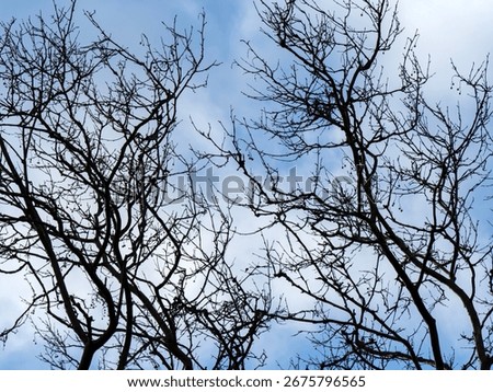 A dense network of dark bare tree branches creates a dramatic and intricate silhouette against a cloudy blue sky representing the complexity of nature in winter