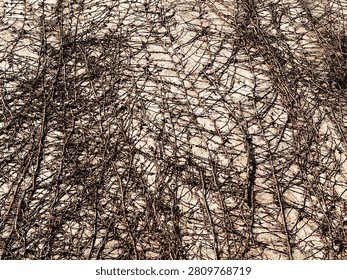 Dense Network of Dry Bare Vine Branches on Stone Wall Texture Background
