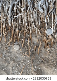 A dense network of exposed and dried tree roots protrudes from eroded sandy ground along a coastal shoreline, revealing the complex underground root system of a coastal plant or shrub. Smooth rounded pebbles and small shell fragments are scattered among the fibrous roots, illustrating the effects of coastal erosion and tidal action. The sun-bleached and reddish-brown roots create an intricate natural texture against the pale sandy substrate.