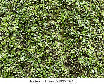 A dense, overhead view of tiny green leaves and moss growing thickly together, creating a vibrant natural texture