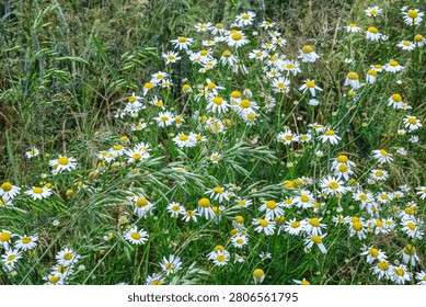 A dense patch of chamomile flowers with their characteristic white petals and yellow centers thrives amidst tall green grass and wild vegetation