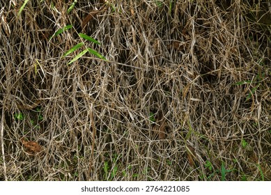 A dense patch of dry grass interspersed with sparse green blades creating a textured natural ground cover under natural light showcasing organic decay and renewal in an untended outdoor environment.