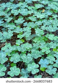 A dense patch of fresh green clover plants growing on the forest floor in Humboldt County, California. Captured in Redcrest within the Humboldt forest.