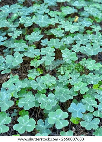 A dense patch of fresh green clover plants growing on the forest floor in Humboldt County, California. Captured in Redcrest within the Humboldt forest.