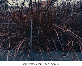 A dense patch of grass sways gently in the light evening breeze